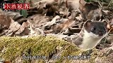 为什么人类从来不杀黄鼠狼？真有那么邪吗？