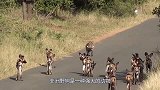 惊险一刻！非洲野犬围猎长颈鹿，体型相差巨大，它能成功吗？