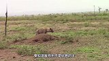 动物：胡狼掏肛鬣狗，不料鬣狗兄弟赶来，接下来胡狼悲剧了