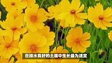 金莲花的养殖方法和注意事项