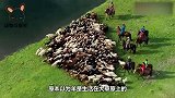 公羊想要攻击男子，不料被狗狗发现了，接下来的画面让人感动