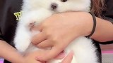 养狗为什么选茶杯犬，装在包包里逛街也太方便了吧！