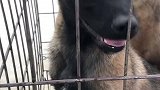马里努阿犬小马犬