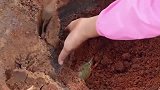 红树林里全是老螃蟹，2斤一只都算小的，妹子一个人挖都挖不完！