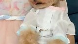 躺在它妈的怀里，骄傲极了