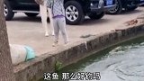 伤害性不大，侮辱性极强！这鱼到底是怎么回事？