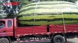 搞笑视频：这能怪西瓜大吗 都怪你车太小了