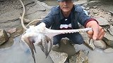雌雄双煞交缠水坑掀起大浪，抽干整坑端，这场面真没看过