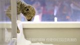 小猎豹被母亲弃养后和狗狗生活在一起，长大后成了狗狗的护盾
