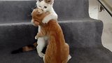 橘猫和狸花猫相处第一天，形势剑拔弩张，它们能和平相处吗