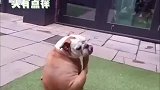 狗子转着圈挠痒痒，就是够不着