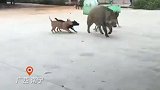 野猪跑进村，被一群汪汪队赶走