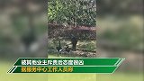 上海一豪宅区内老人数次抽打天鹅并偷蛋 物业：家属已将蛋归还