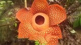 直径超1米！印尼发现世界最大花朵 鲜红恶臭别名“尸花”