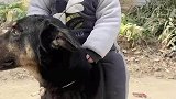 小女孩的坐骑中华田园犬，霸气侧漏