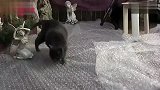 宠物乐园-20110815-猫咪在气泡膜上行走像踩地雷