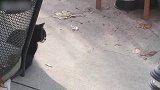 来到自己饭碗前的猫咪，真是饿坏了呢，还不快把小鱼干呈上来！