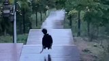 篮球等等我！别跑那么快啊
