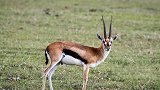 草原上奔跑的乌干达羚 有着精灵般的从容和矫健