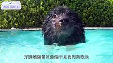 情侣自制呼吸设备，在泳池中挑战
