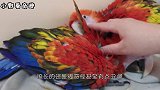 男子野外带回“丑八怪”，把它养大之后，发现它能说话！