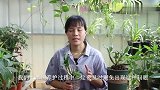 石斛兰忽然掉花苞怎么办？养护牢记这4点，不落蕾开花多