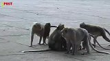 小猴子冲突开始了，混乱中先下手为强，有趣