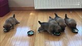 五只小柴犬一起吃饭，吃着吃着就吃到别人碗里了