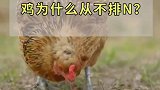 鸡明明也喝水，为什么从不排泄呢？