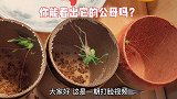 打脸来了！4号小蝈蝈蜕皮后有了小尾巴，说好的8公0母呢？