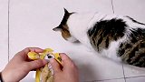 猫咪就守着等肉肉吃，两眼放光那馋样儿我要吃，快喂我！