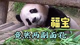 大熊猫日常：福宝的两副面孔，差距也太大了