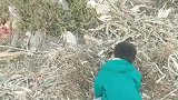 五岁男孩每月都到奶奶坟前跪拜，告诉她自己现在的生活