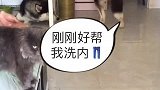 铲屎官居然输给了一只心机汪！