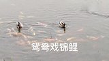 这只鸳鸯好有领导范，带领一群锦鲤畅游。#万物皆有灵性