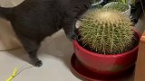 这只小猫咪终于对这盆仙人球下嘴了仙人球：小兄弟，嘴疼不