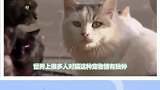 为什么有人说不能盯着猫的眼睛看