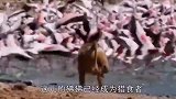 狒狒疯狂的捕捉火烈鸟