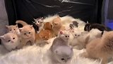 当各种品种的小奶猫凑到一起，这才是猛男该看的东西！