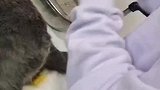 主人看医生给猫咪做绝育，猫咪一脸生无可恋