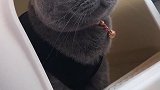 猫：拉个粑粑你也看着我，真恶心！