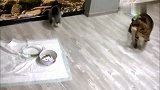 小哈士奇到家第一天，豹猫好奇的看了又看，新伙伴长的还可以