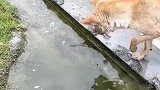 到处拯救落水鱼的狗狗