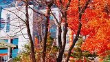 被秋色渲染的辽科大校园