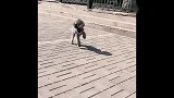 这么听话的泰迪真是少见，接下来一幕太可爱了，网友：爱了爱了！