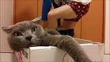 猫咪一脸懵逼，心说：摊上这样一个神经病主人，我也很绝望啊！