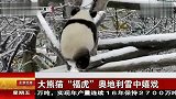 大熊猫“福虎”奥地利雪中嬉戏 120120 北京您早
