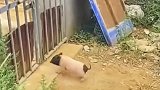这小猪疯了