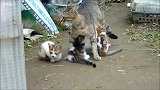 流浪猫妈妈生活不易 独自要拉扯三只小野猫