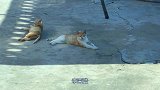 6只猫咪的海鲜大餐！